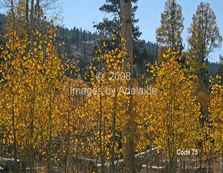 Magic of Autumn